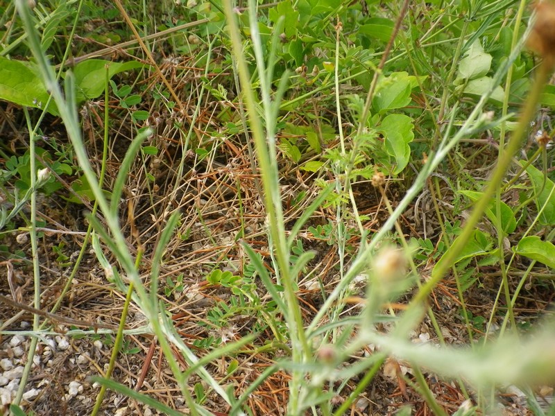 Fiore spettinato - Centaurea sp.